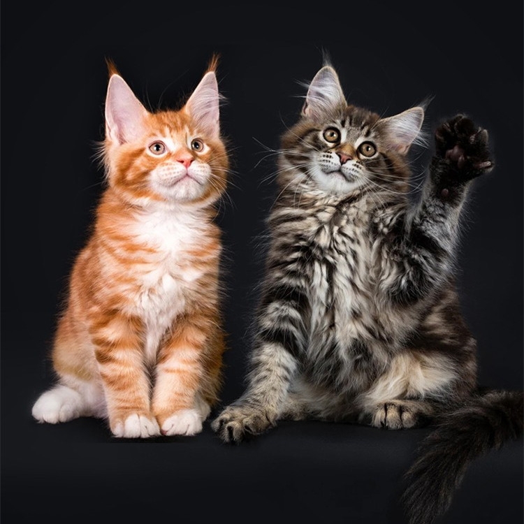 猫舍直销,批发价出售,缅因猫